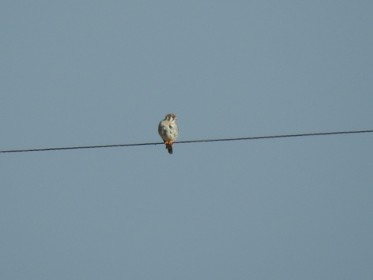 American Kestrel - ML266641711