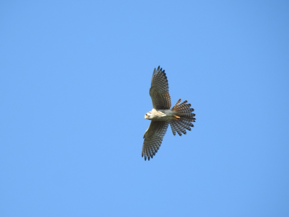 American Kestrel - ML266641761