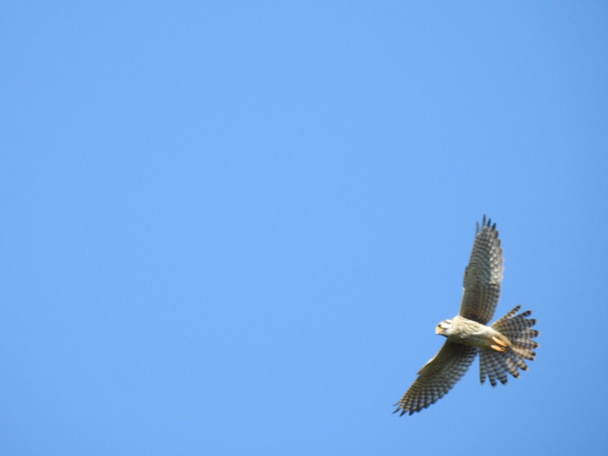 American Kestrel - ML266641801