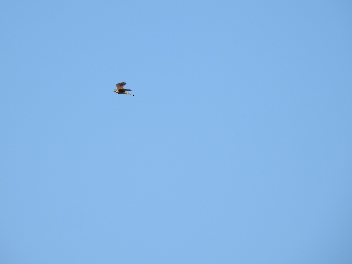 American Kestrel - ML266641821