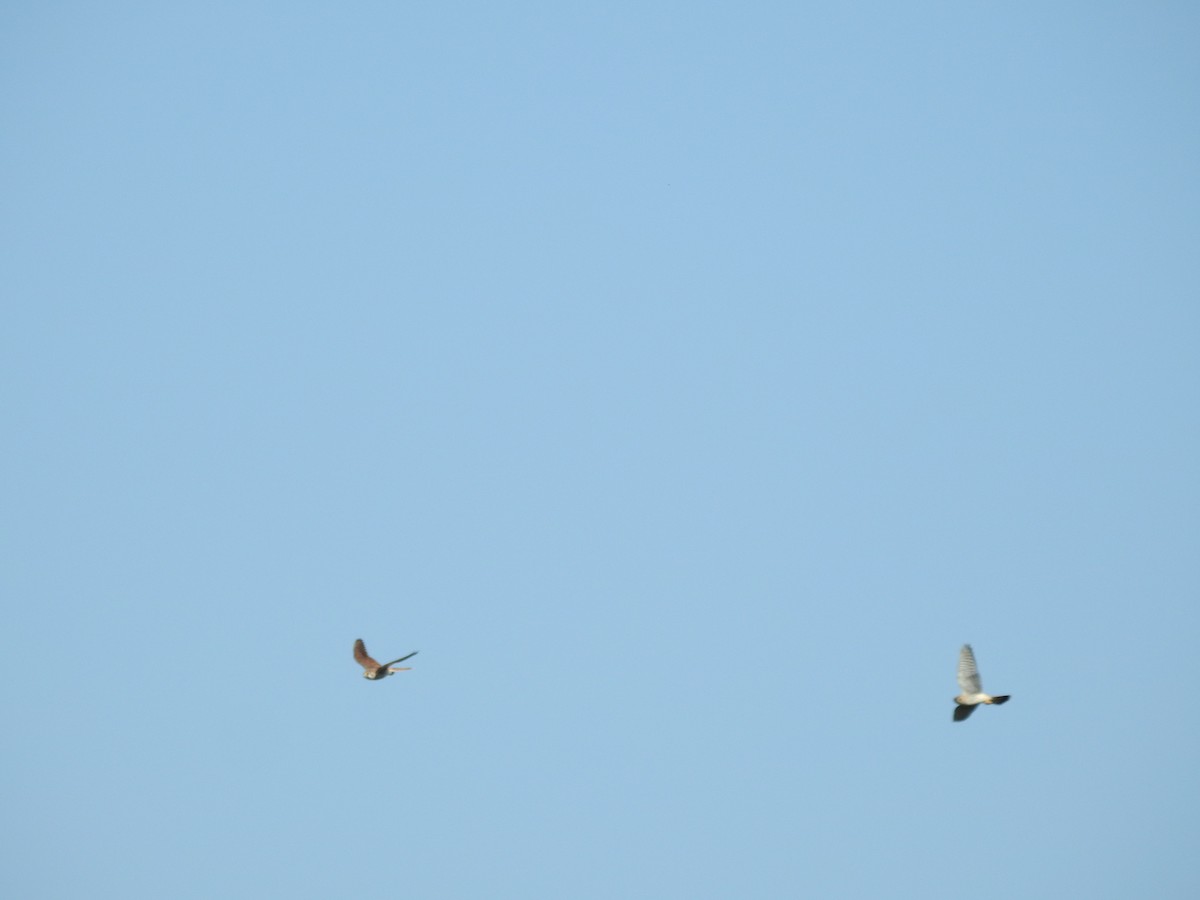 American Kestrel - ML266641831