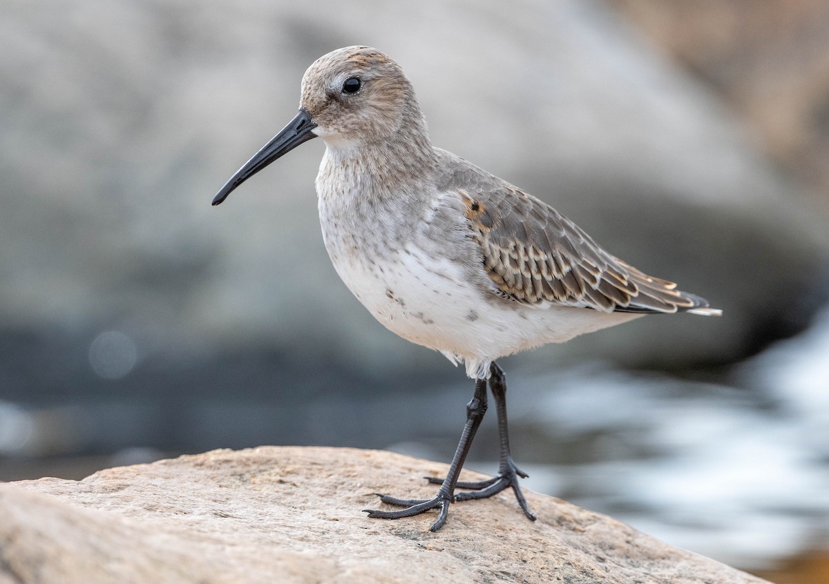 Dunlin - ML266643511