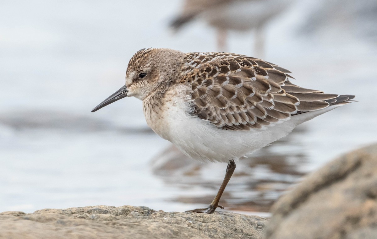 Semipalmated Sandpiper - ML266644061