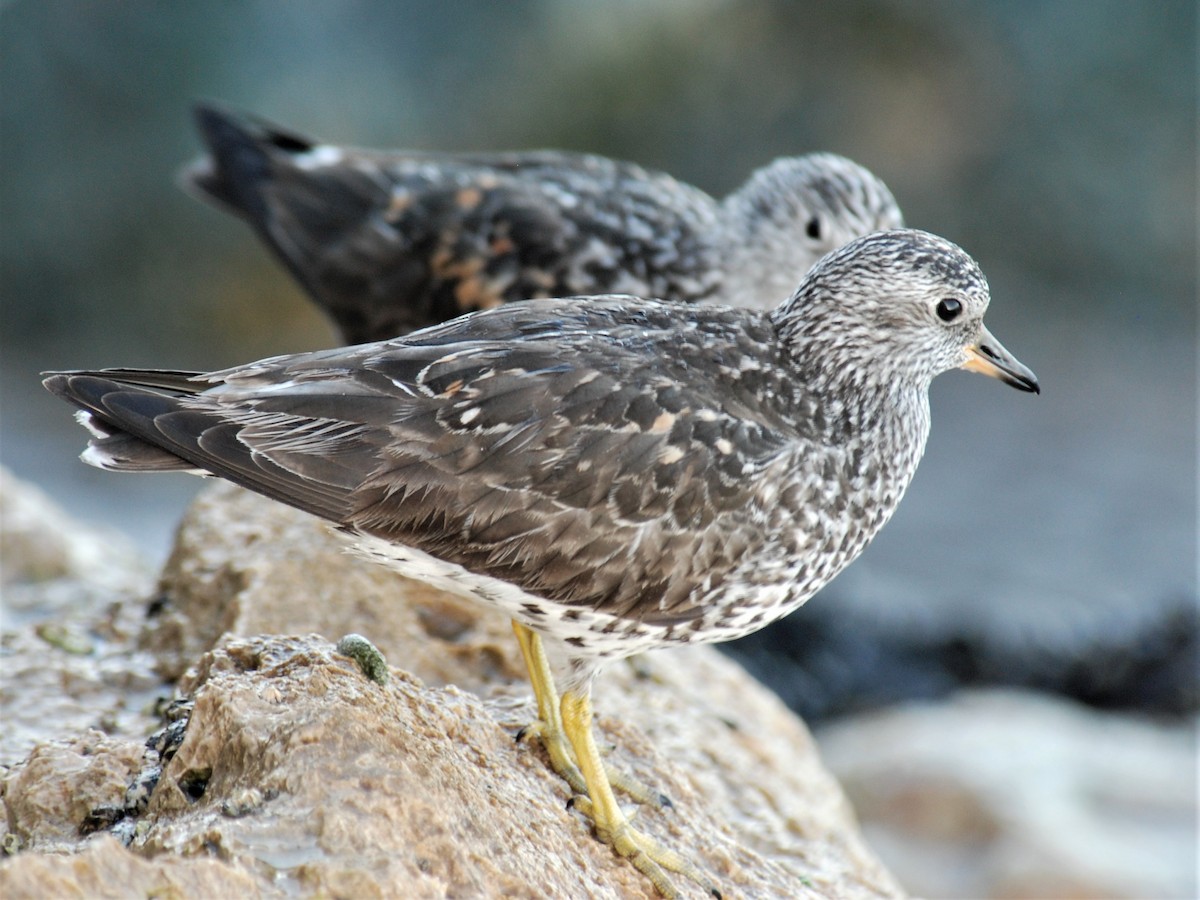 Surfbird - ML266644951