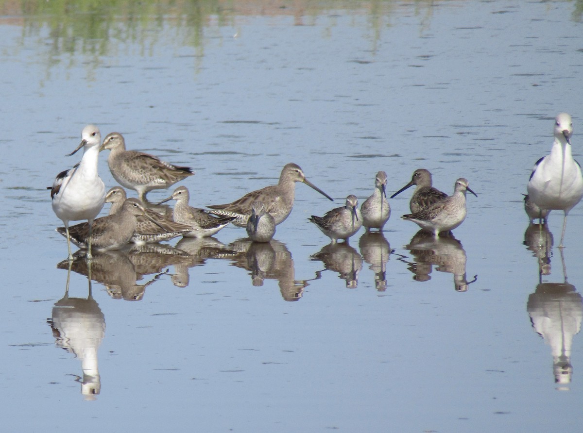 American Avocet - Doug Jenness