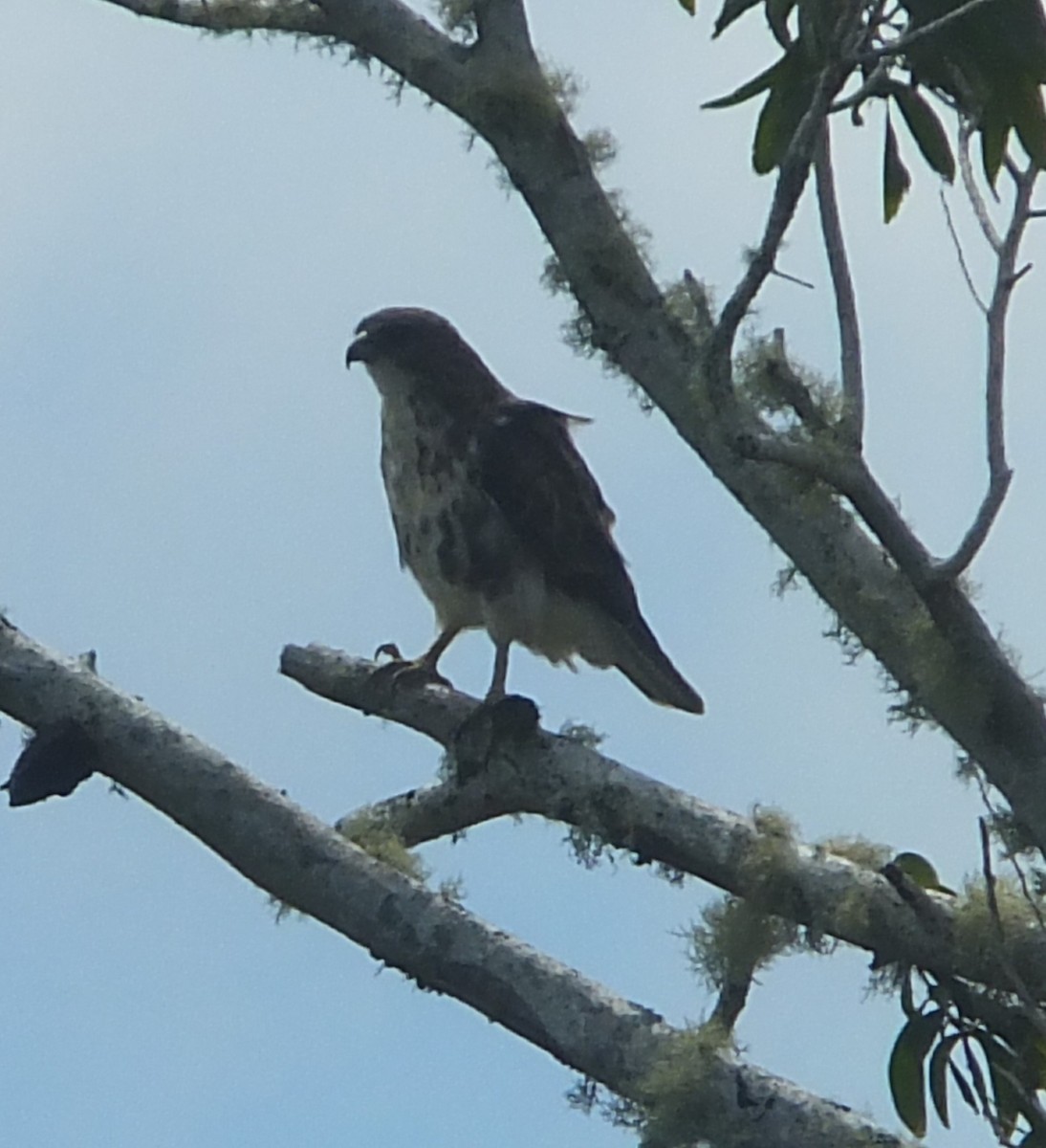 Hawaiian Hawk - ML266647591