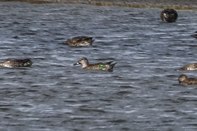 Green-winged Teal - ML266648261