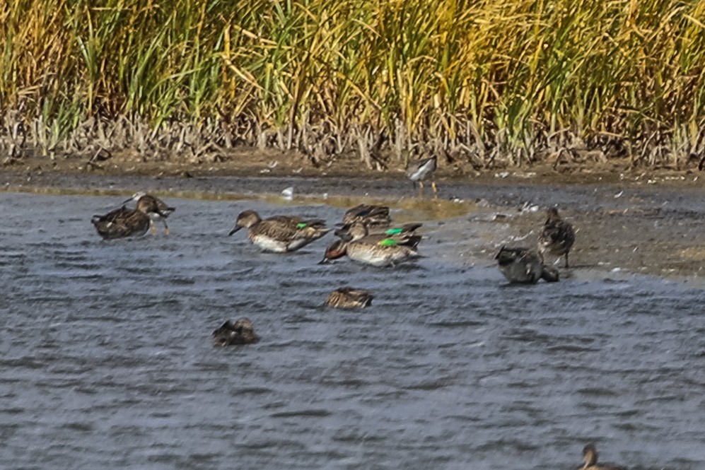 Green-winged Teal - ML266648331