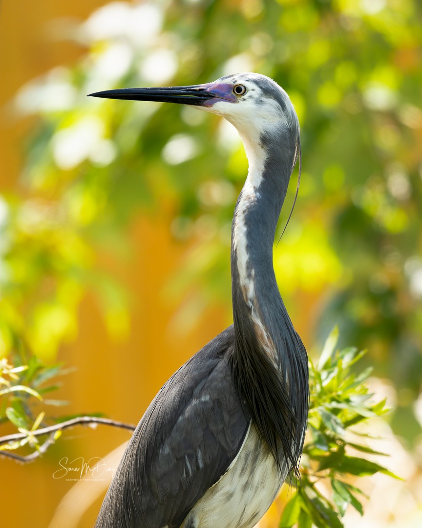 Tricolored Heron x Snowy Egret (hybrid) - Sara M. Diaz