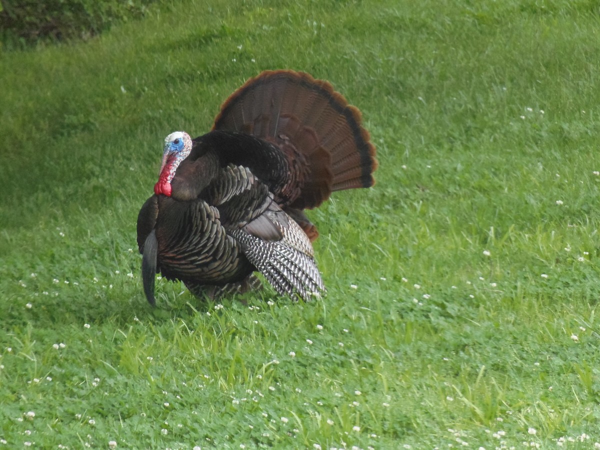 Wild Turkey - Margot Ferguson