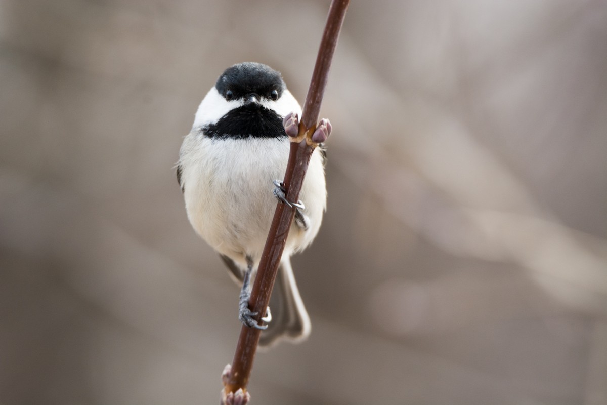 Black-capped Chickadee - ML26665191