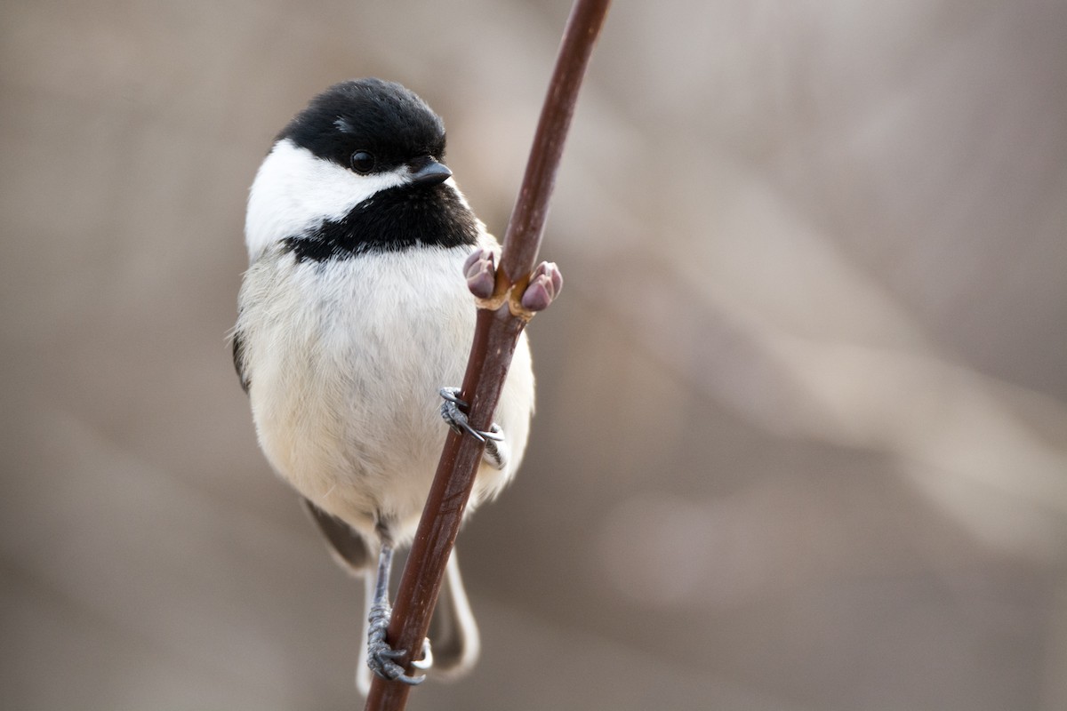 Black-capped Chickadee - ML26665201