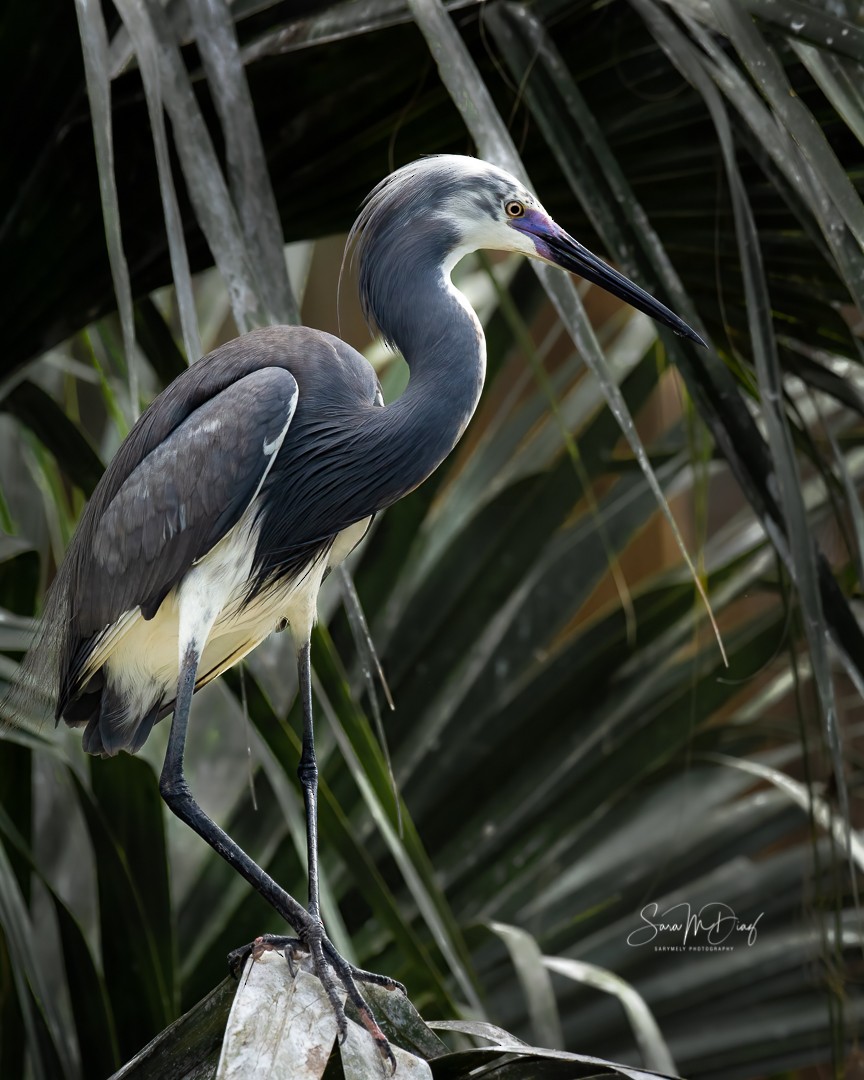 Tricolored Heron x Snowy Egret (hybrid) - Sara M. Diaz