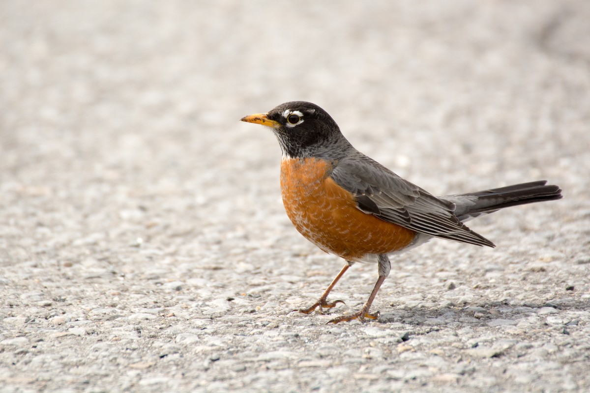 American Robin - ML26665241