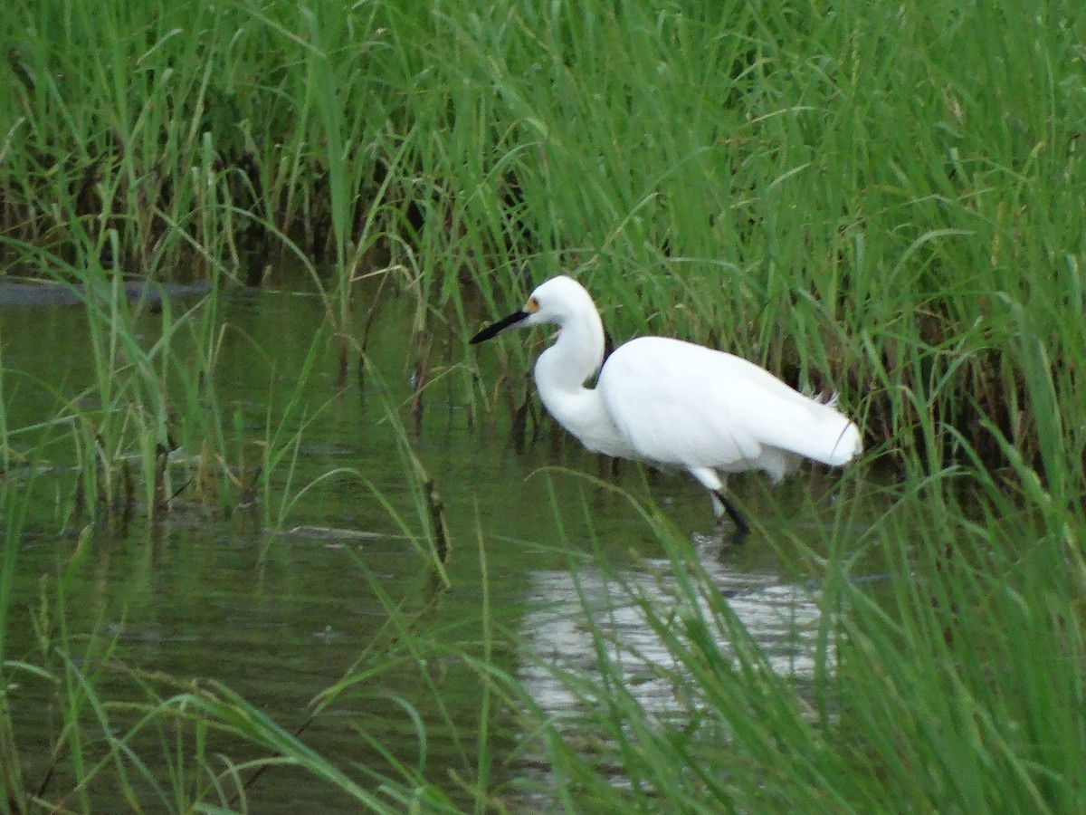 Snowy Egret - ML266652481