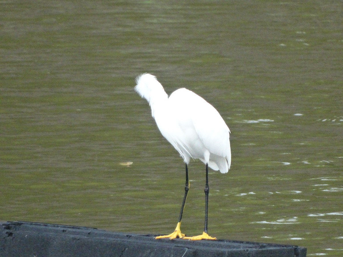 Snowy Egret - ML266652511