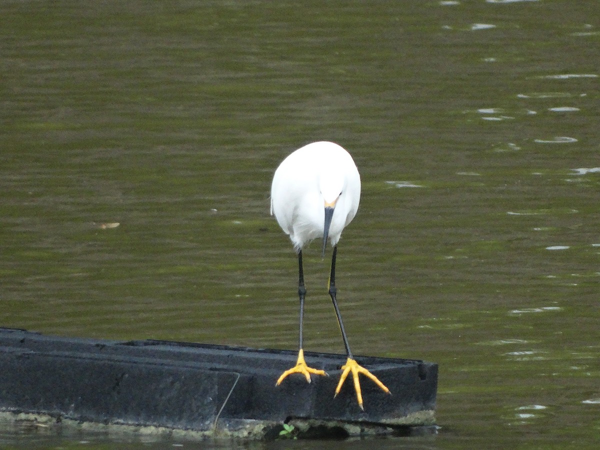 Snowy Egret - ML266652681