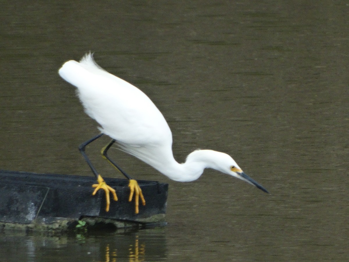 Snowy Egret - ML266652721