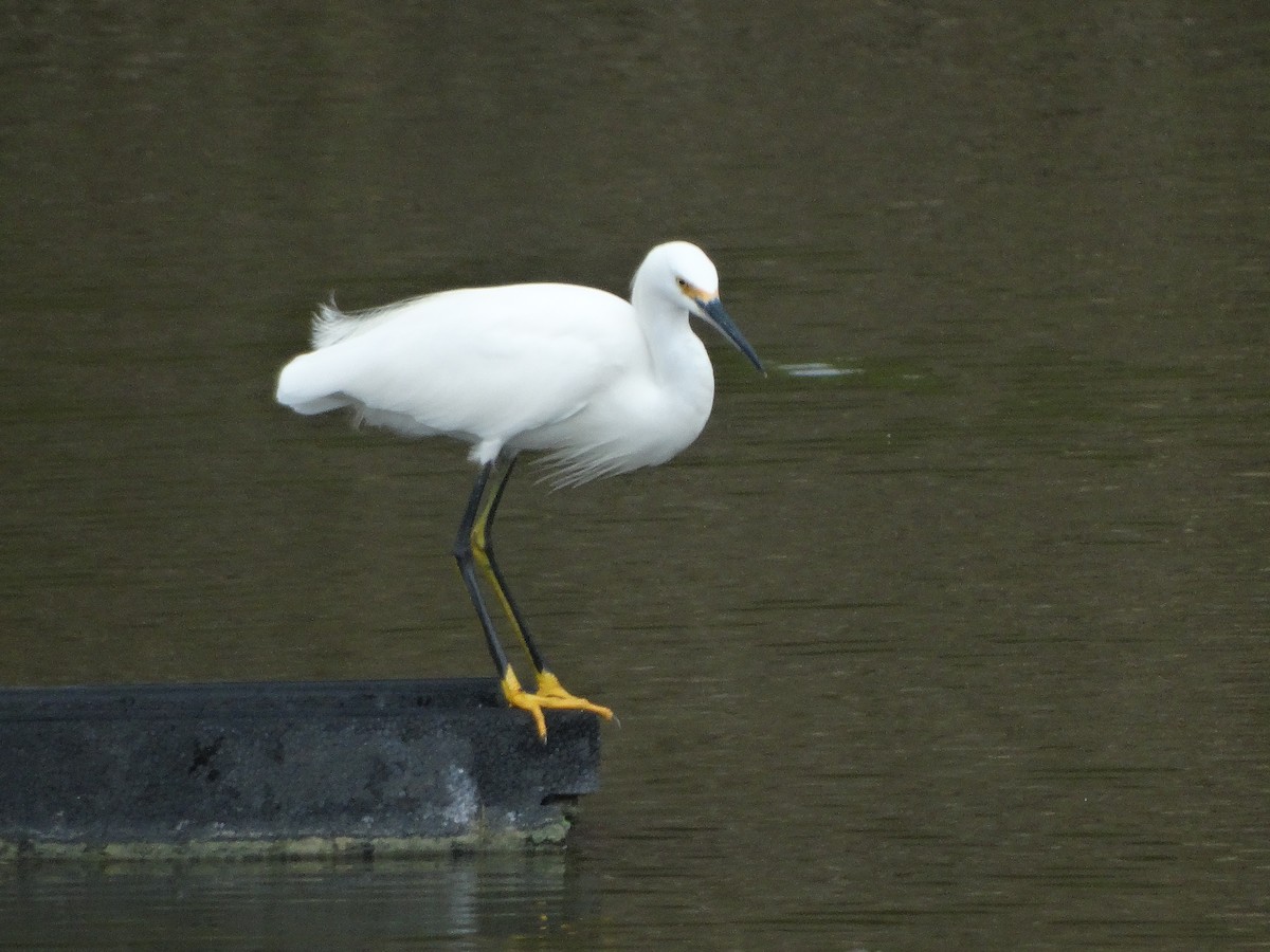 Snowy Egret - ML266652971