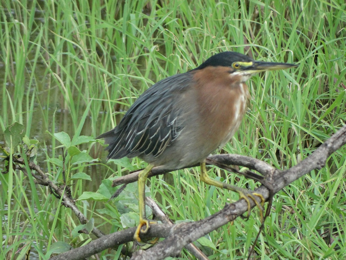 Green Heron - ML266653051