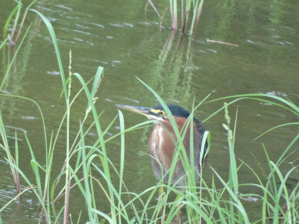 Green Heron - ML266653081