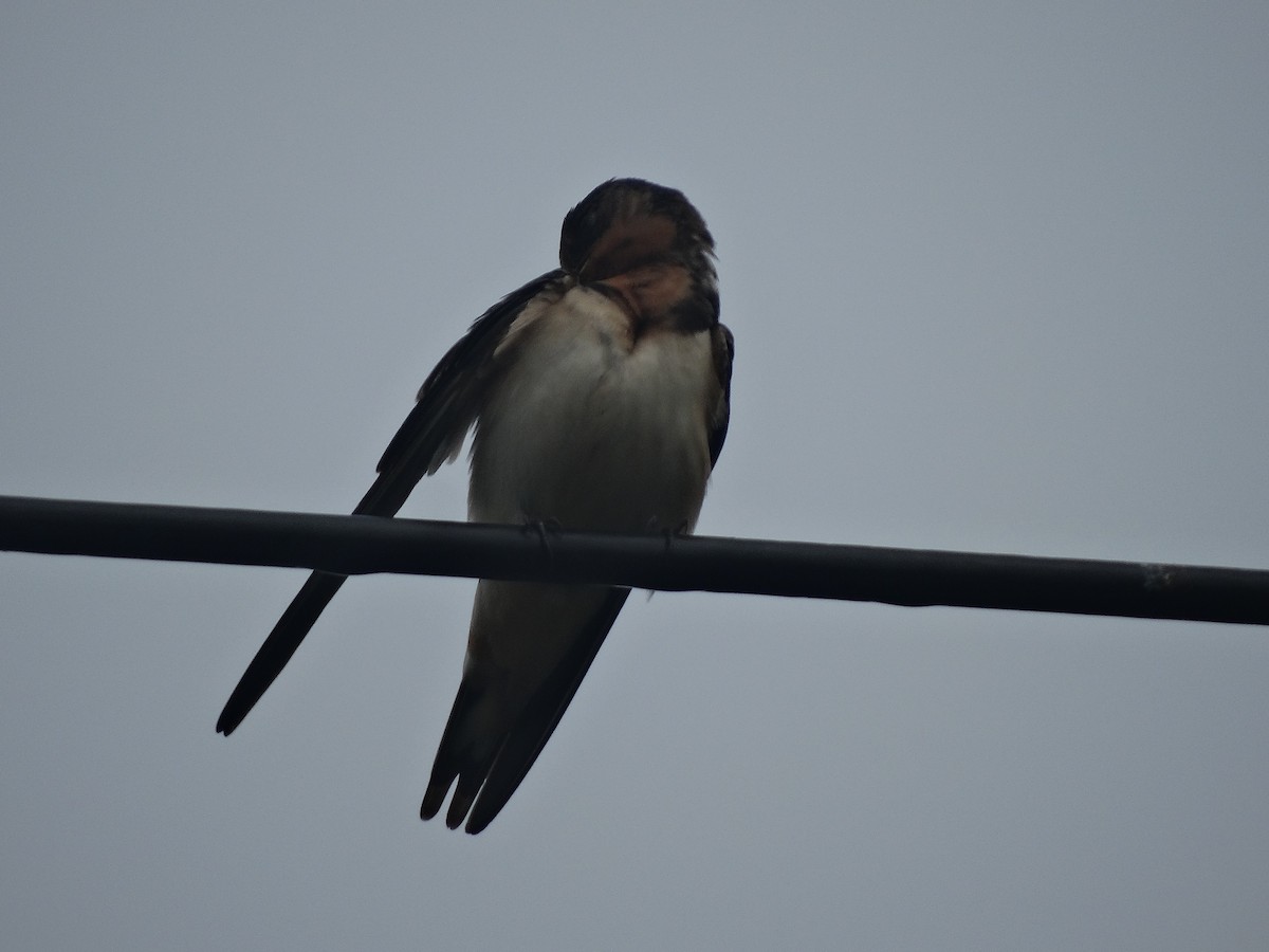 Ластівка сільська - ML266653261