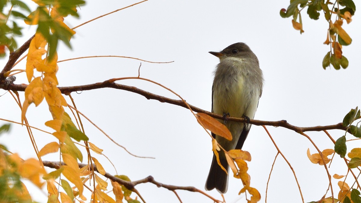 Eastern Wood-Pewee - ML266653341