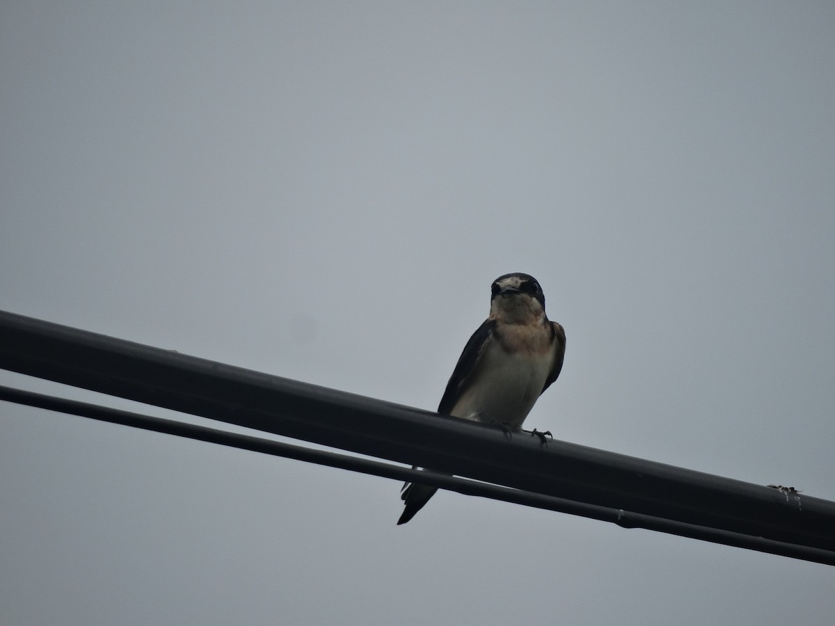 Ластівка сільська - ML266653351