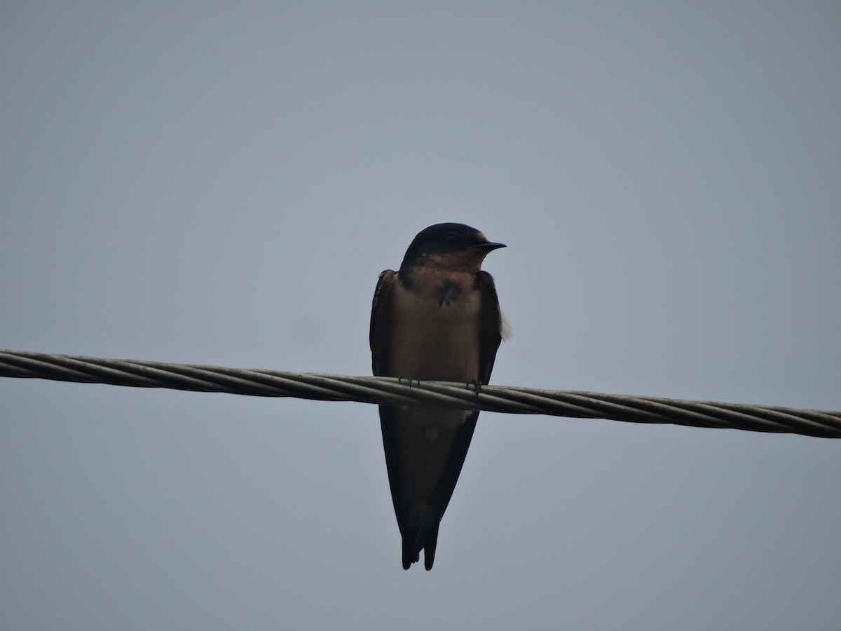 Ластівка сільська - ML266653401