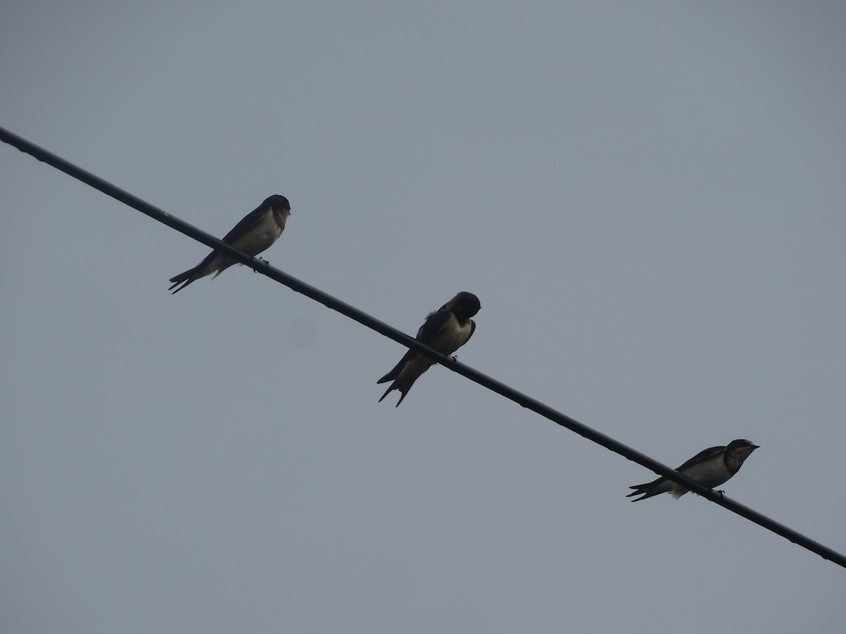 Ластівка сільська - ML266653631