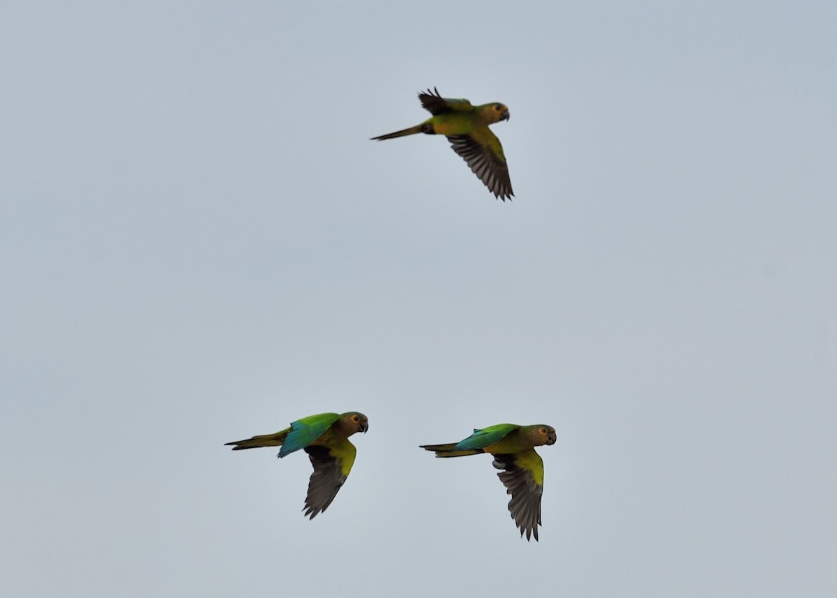 Brown-throated Parakeet - ML266655001