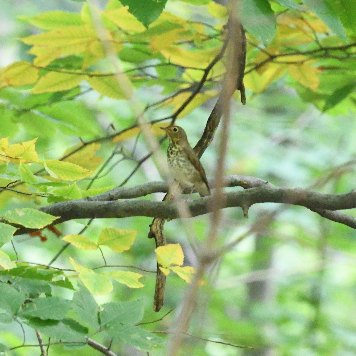 Swainson's Thrush (Olive-backed) - ML266655381