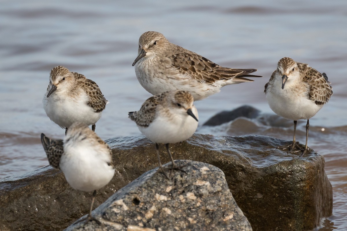 White-rumped Sandpiper - Lyall Bouchard