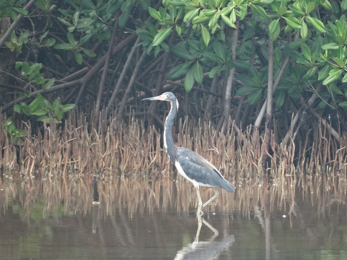 Tricolored Heron - ML266656741