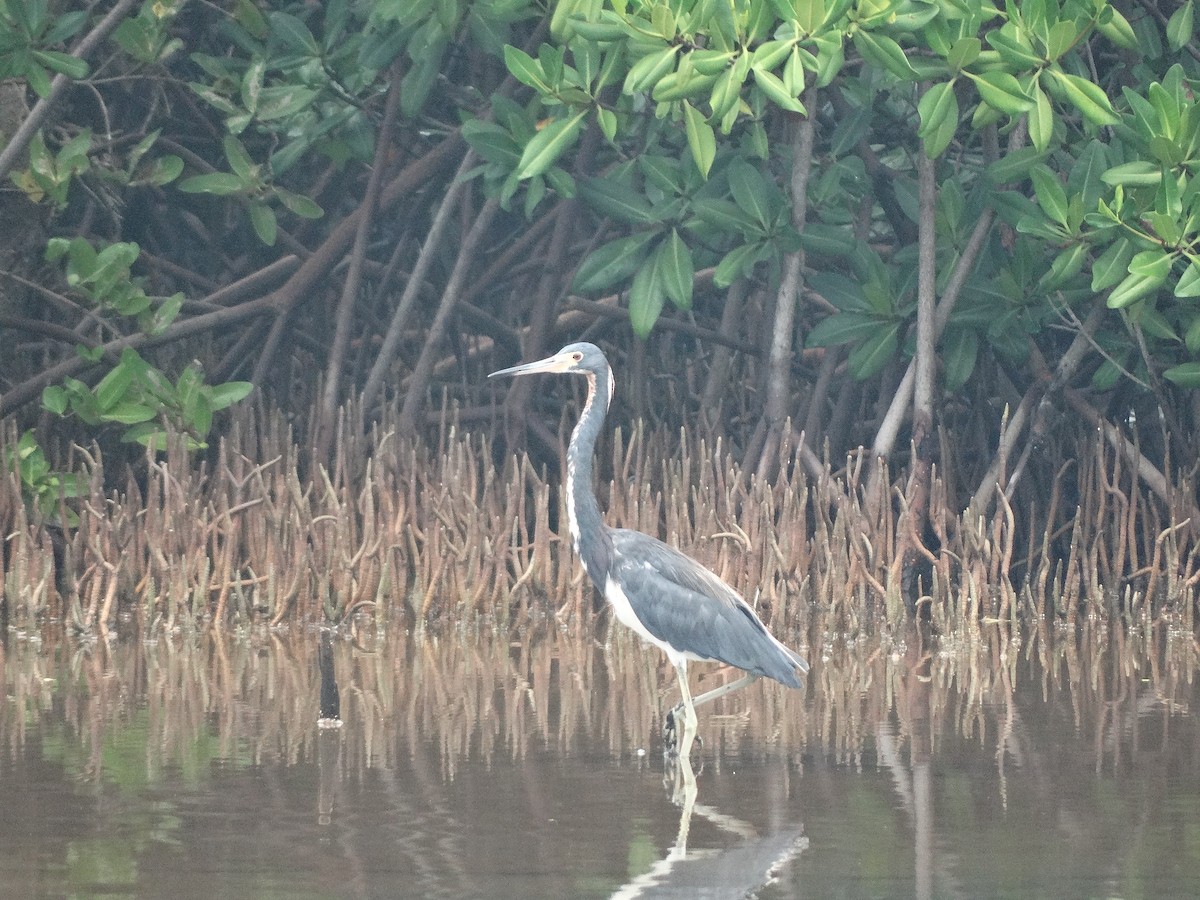 Tricolored Heron - ML266656831