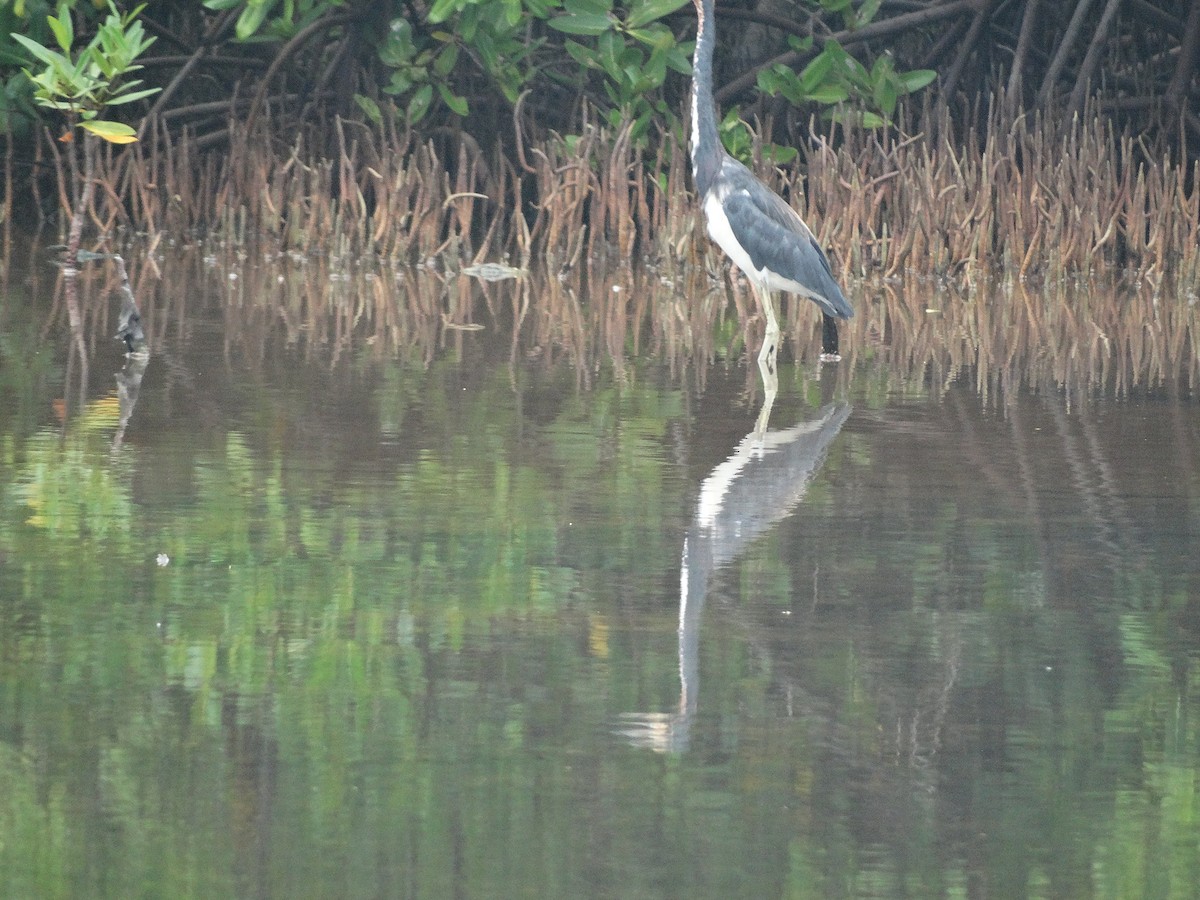 Tricolored Heron - ML266656901