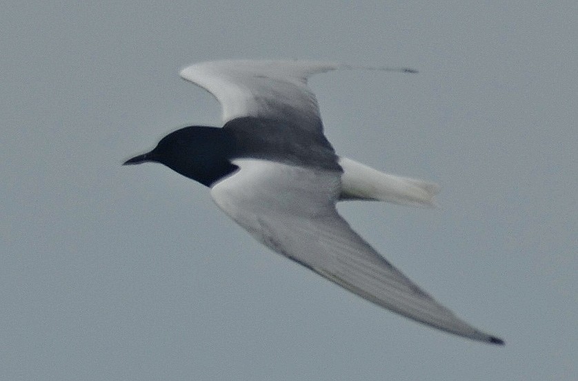White-winged Tern - ML266658311