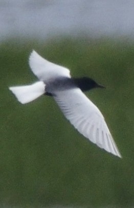 White-winged Tern - ML266658321