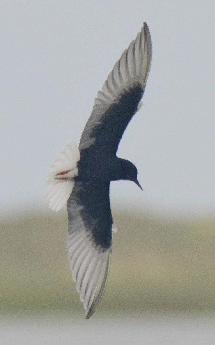 White-winged Tern - ML266658351