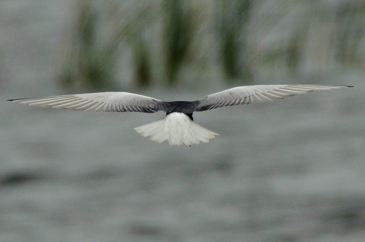 White-winged Tern - ML266658361