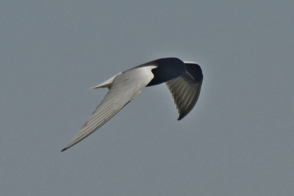 White-winged Tern - ML266658381
