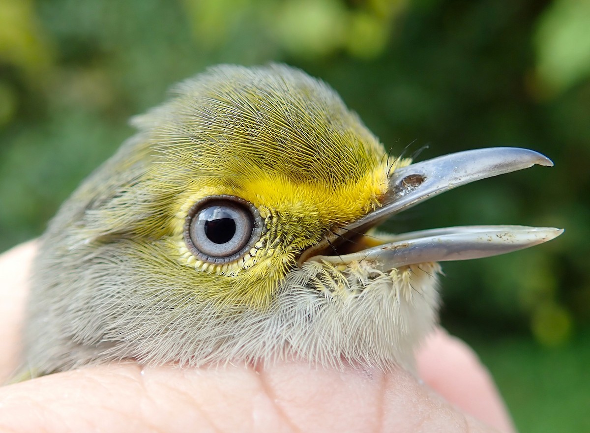 White-eyed Vireo - ML266659391