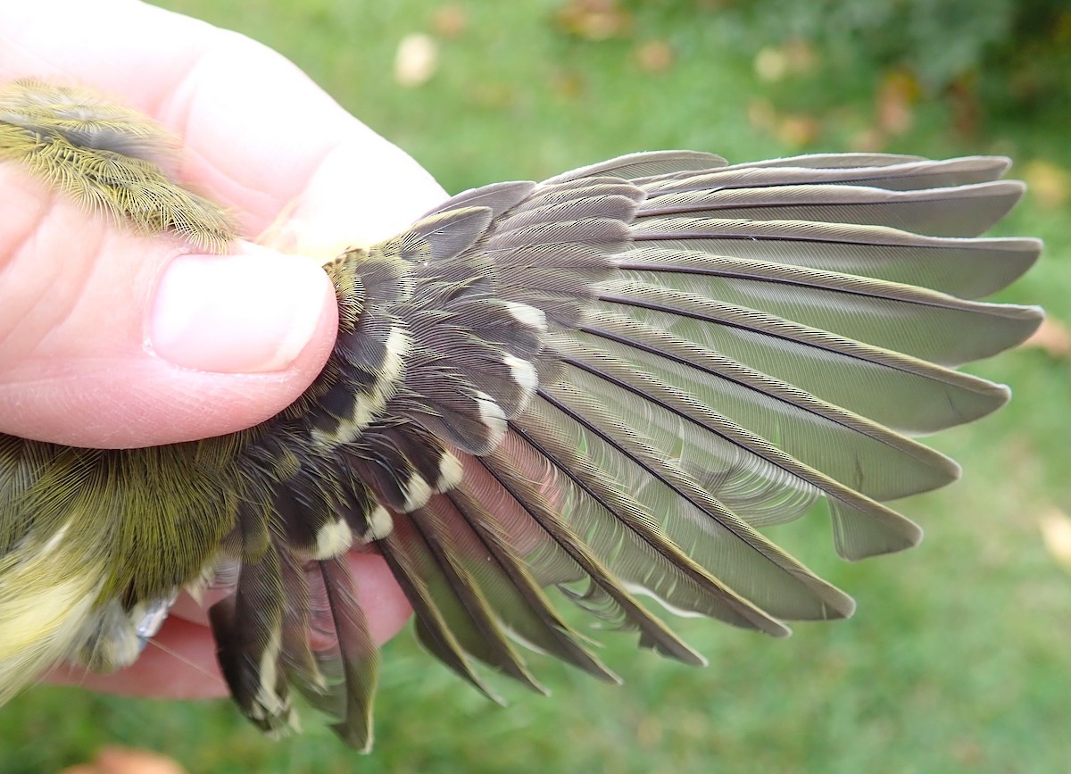 White-eyed Vireo - ML266659431