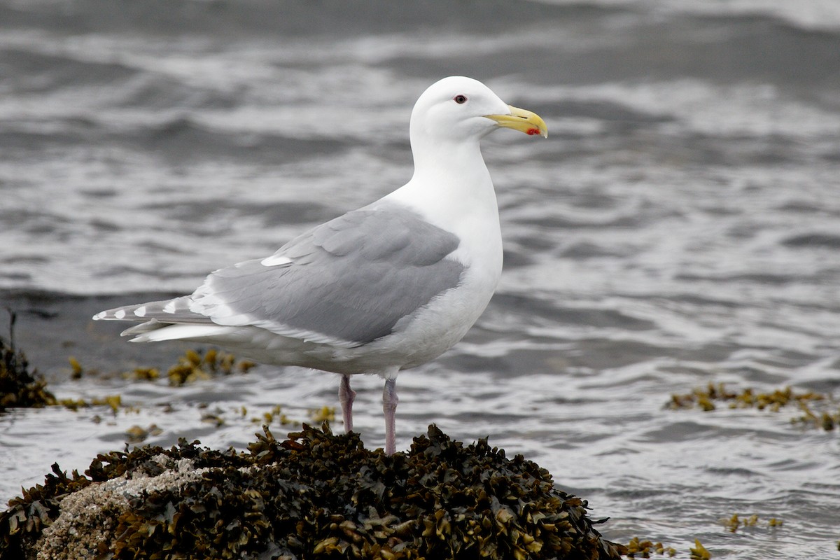 Glaucous-winged Gull - ML266660541