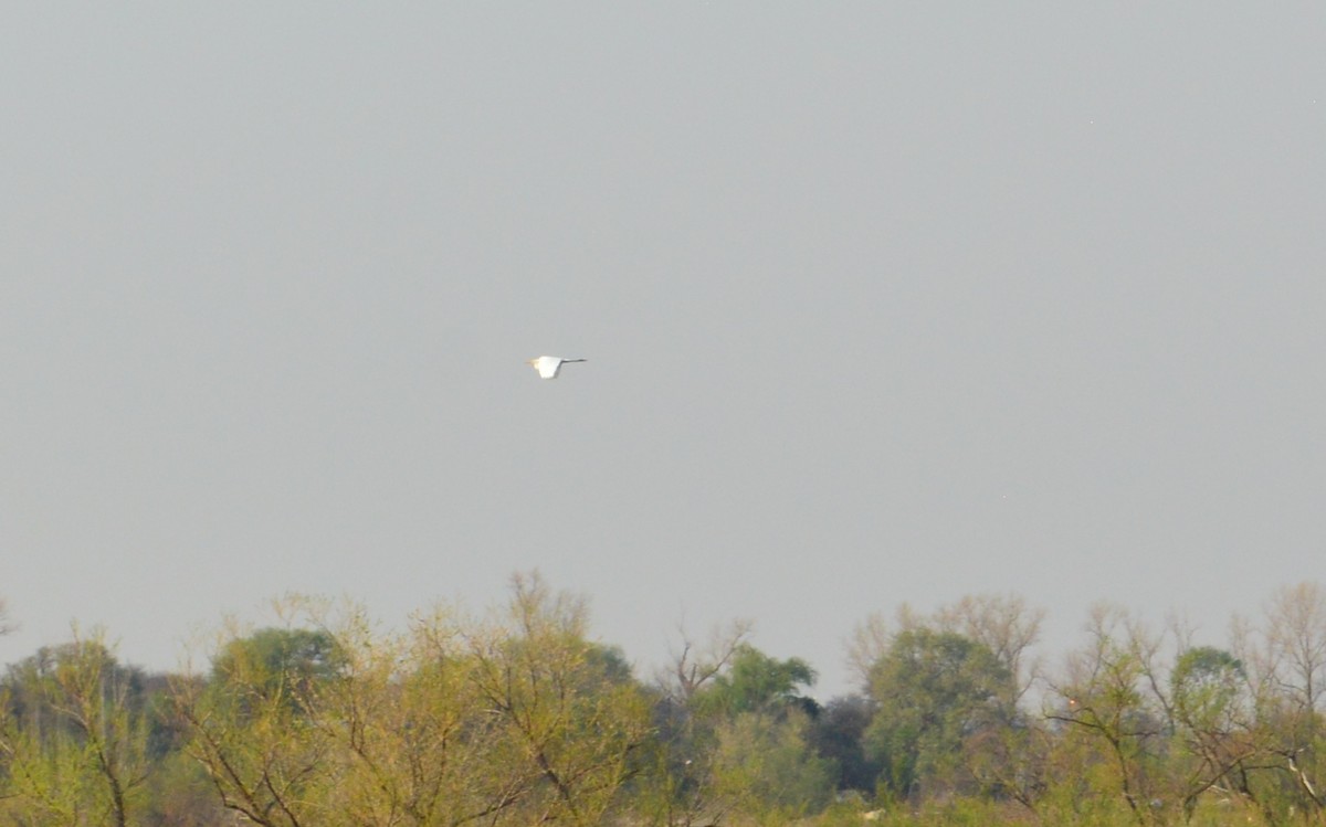 Great Egret - ML266660781