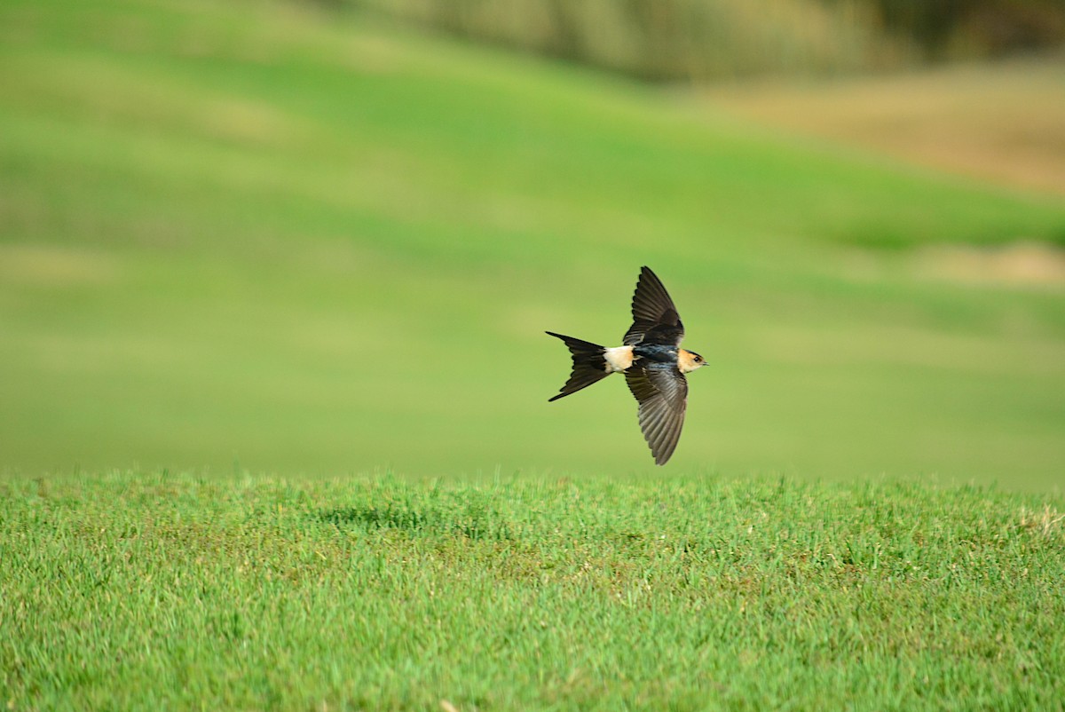 Red-rumped Swallow - ML266661091