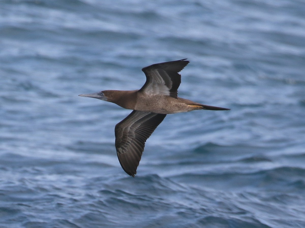 Brown Booby - ML266662311