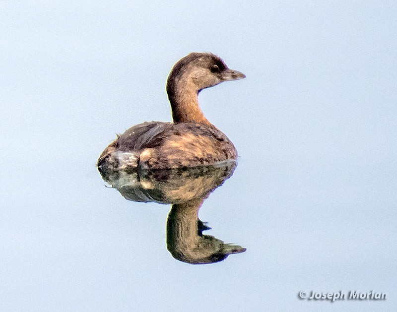 Pied-billed Grebe - ML266662911