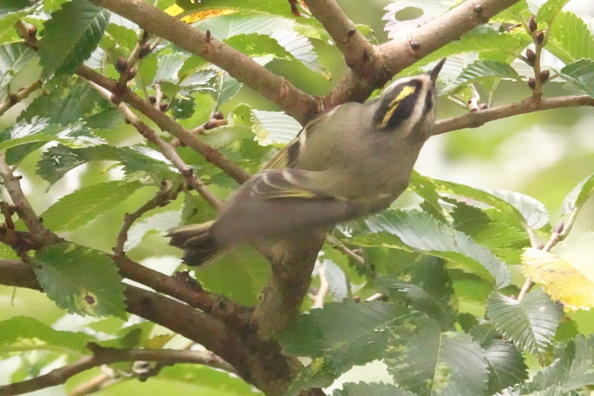 Golden-crowned Kinglet - Cynthia Ehlinger