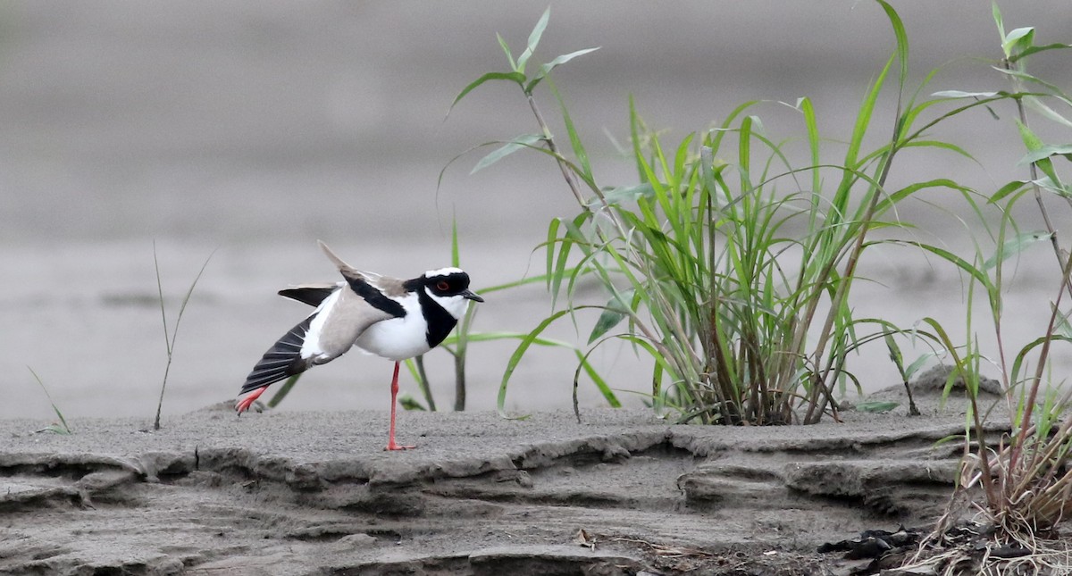 Pied Plover - Jay McGowan